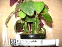 Hemigraphis minima