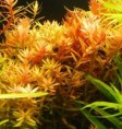 Rotala rotundifolia 