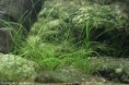 Eleocharis acicularis  